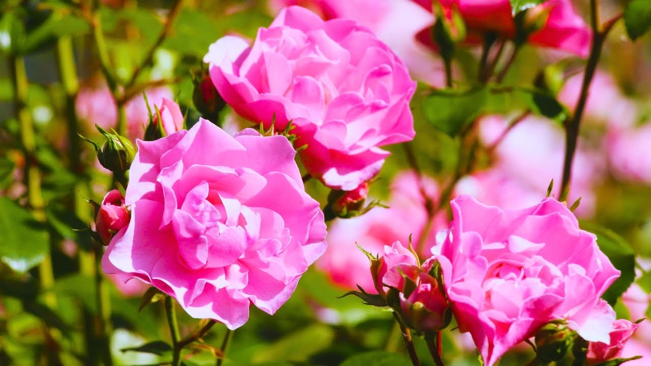 🌷 Spring Flowers Garden Walk 🌿 Soft Piano Music for Inner Calm & Relaxation 🎹