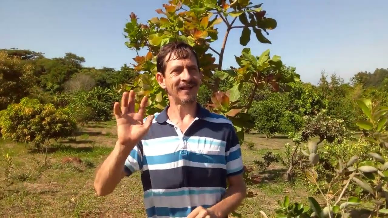 Araçá catuba (Psidium grandifolium)