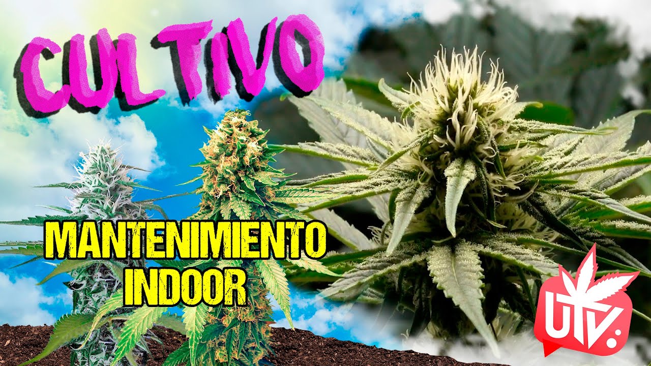 &iquest;CUIDAS tu ARMARIO de CULTIVO? 🛠10 trucos para el mantenimiento de tu INDOOR