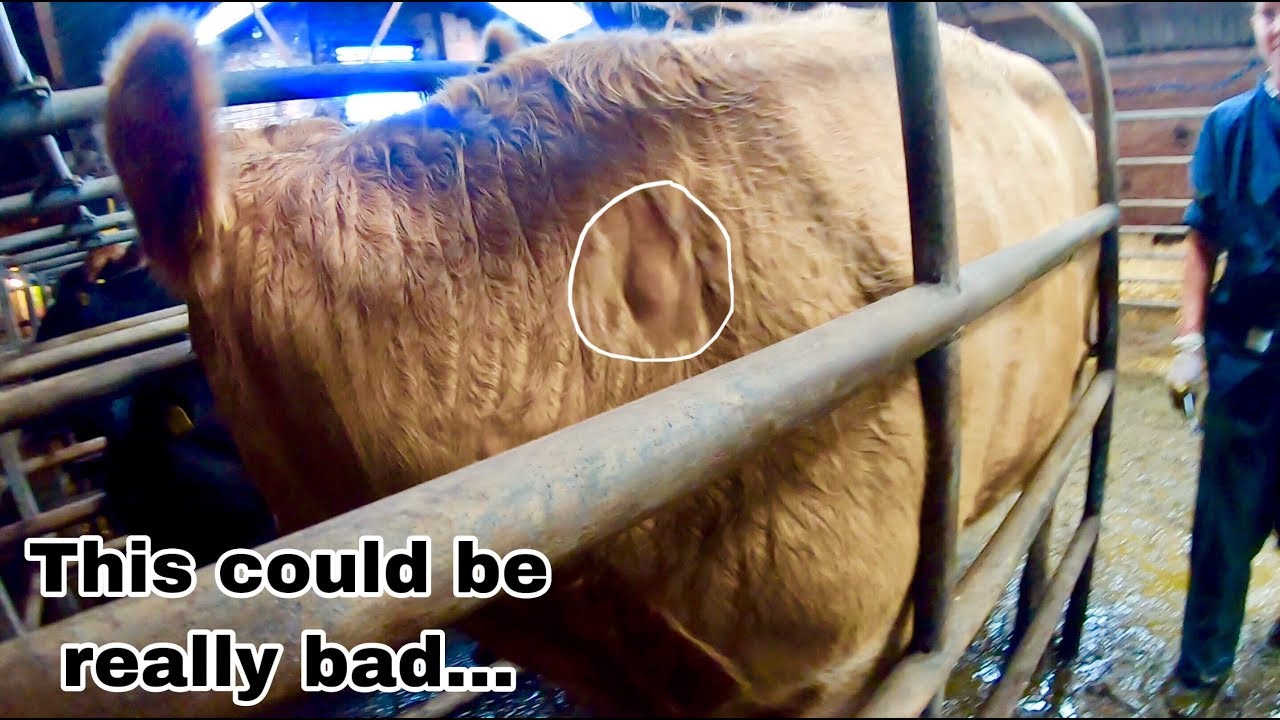 SOME COWS HAVE LUMPS... DO WE HAVE TB ?