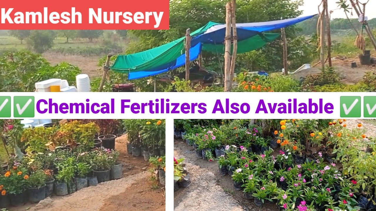 Indoor Plants & Chemical Fertilizers Available ||Kamlesh Nursery||Delhi||#youtube #plantnurseryvisit