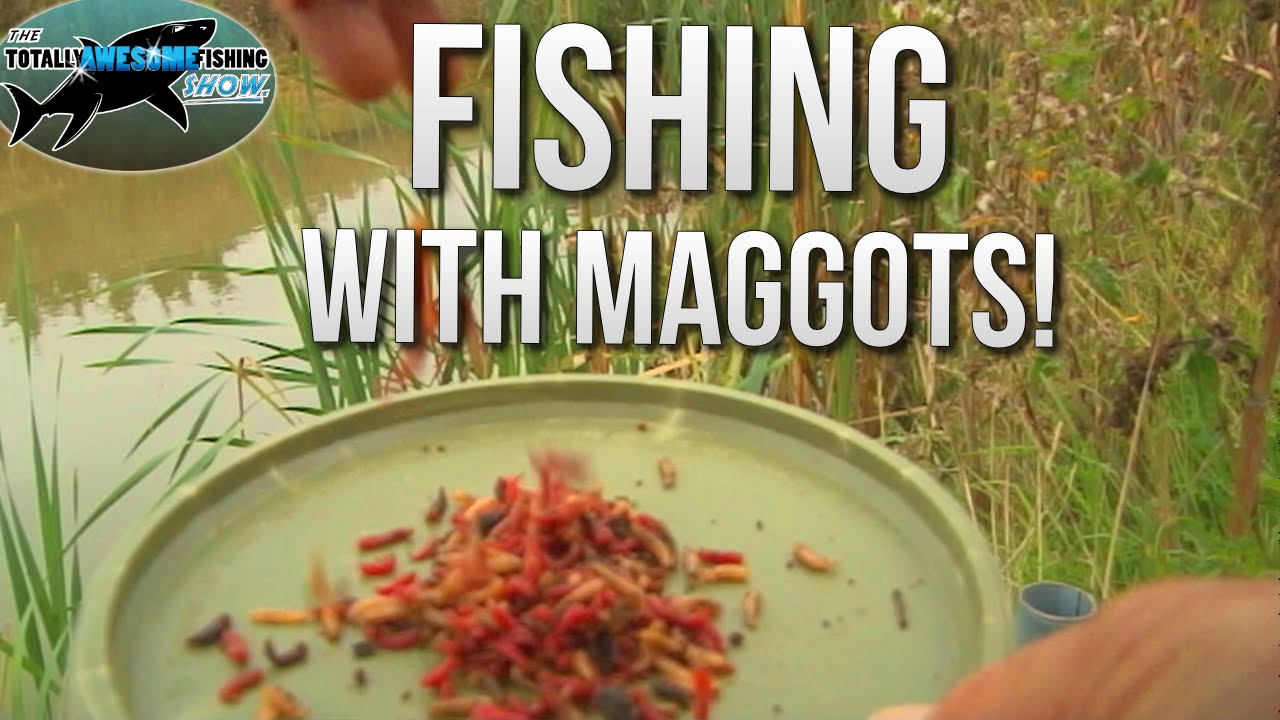 How to catch Fish with Dead Maggots | TAFishing