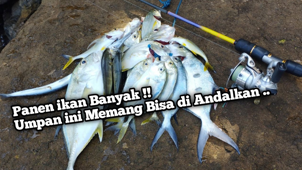 Bisa Di Andalkan ‼️ Umpan Ini Memang Terbukti Joss | Mancing Pinggiran Laut