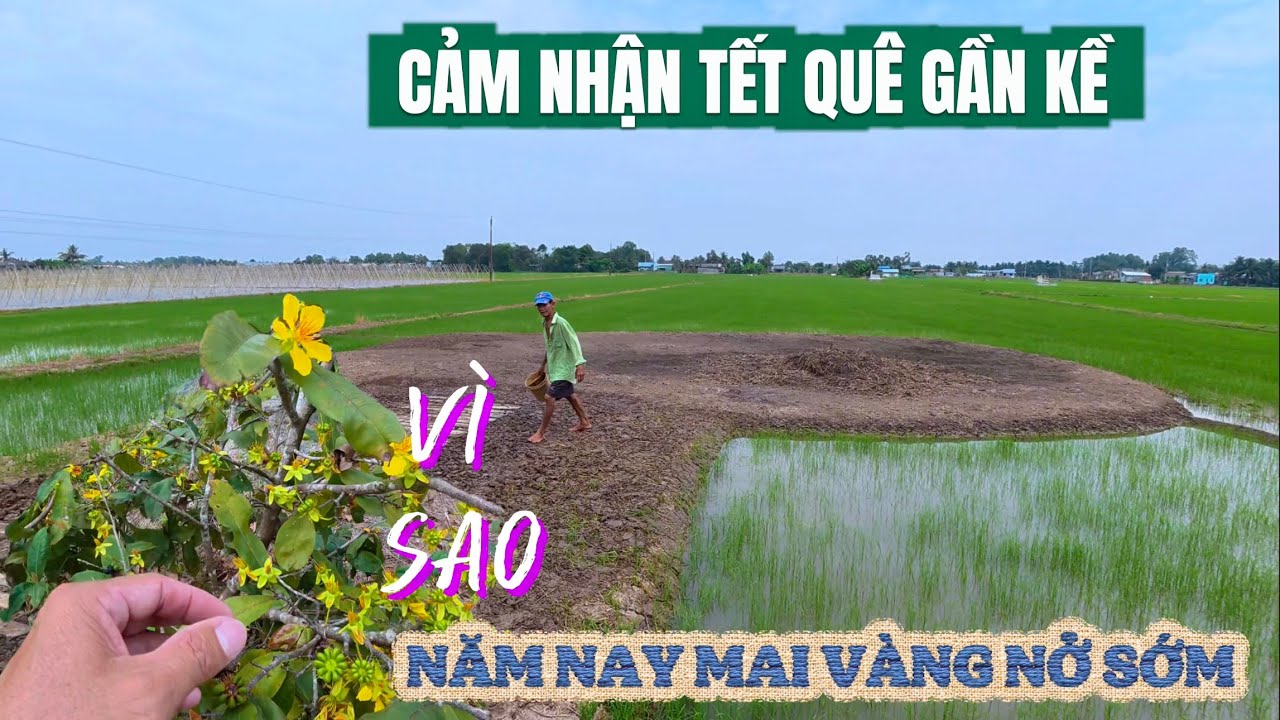 Mai Vàng Dưới Quê Năm Nay Nở Sớm - Cảm Nhận Tết Vùng Quê Gần Kề.