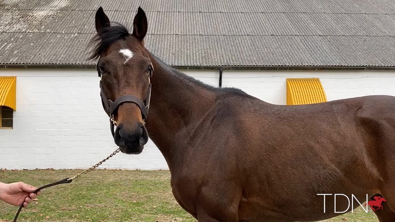 Grade I Winner on Turf and Dirt, Catholic Boy New at Claiborne