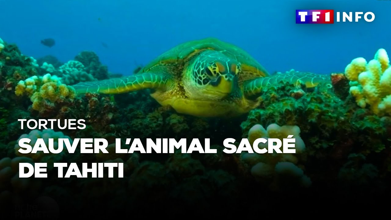 Tortues : sauver l'animal sacré de Tahiti