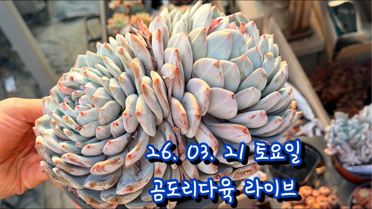 26. 03. 21. 토요 라이브  - 곰도리다육 라이브! #다육 #다육식물 #다육화분 #산삼 #산양삼 #친환경 #버섯 #표고버섯