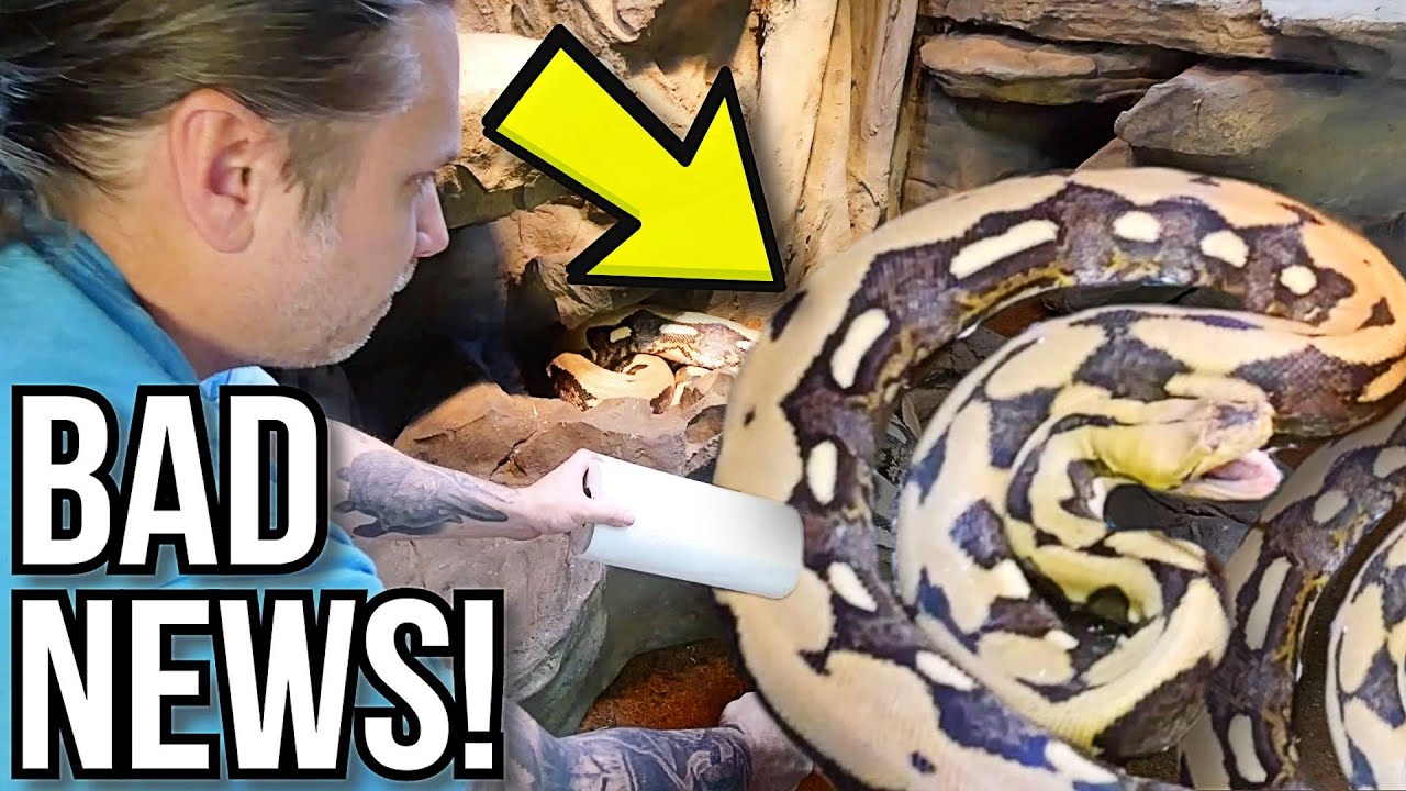 BAD NEWS ABOUT MY 20 FOOT SNAKE (Lucy) | BRIAN BARCZYK