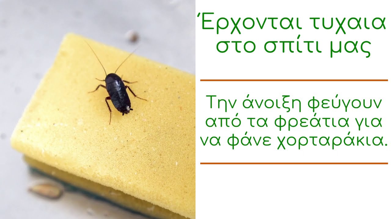 PEST PEDIA : ΚΑΤΣΑΡΙΔΕΣ ΜΑΥΡΕΣ / ΠΛΗΡΟΦΟΡΕΙΕΣ & ΑΝΤΙΜΕΤΩΠΙΣΗ