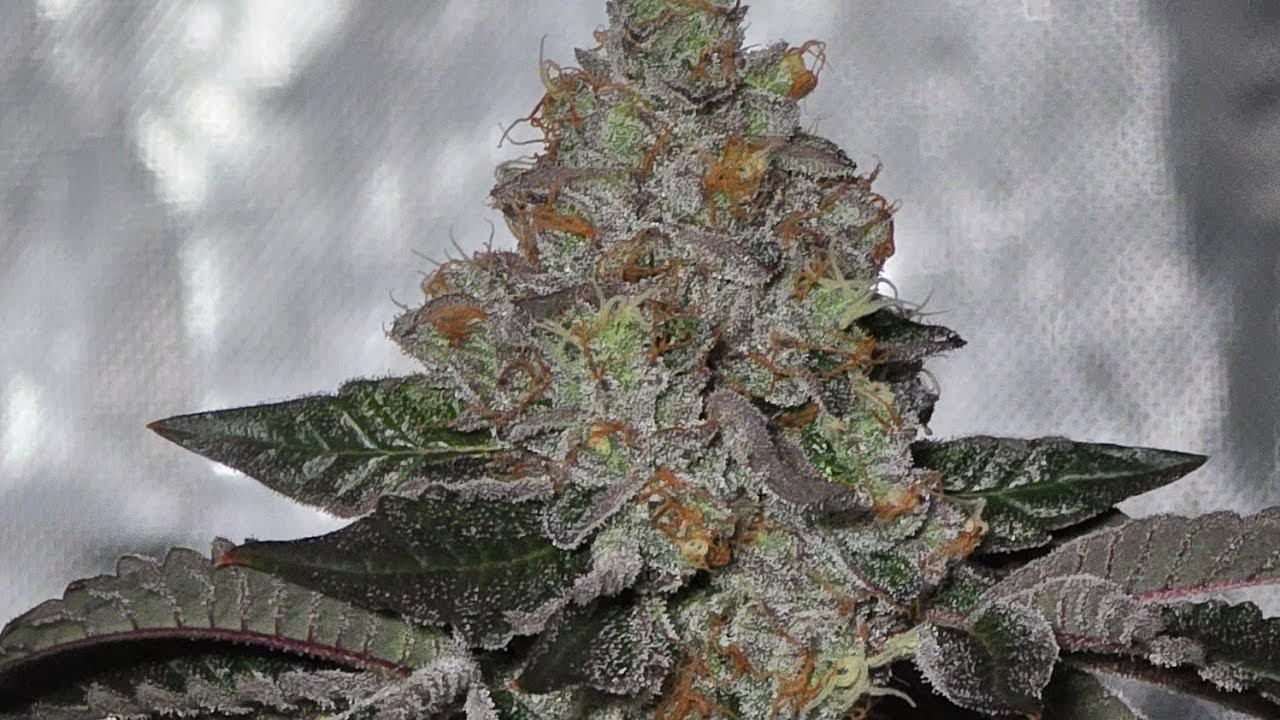 Clearwater genetics Faceoff og x gary satan update! The end is near
