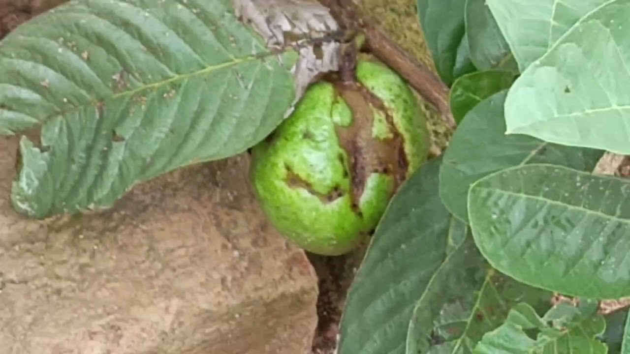 Introducing you to the current status of my new Urban Garden, at my home in Wakiso Uganda.