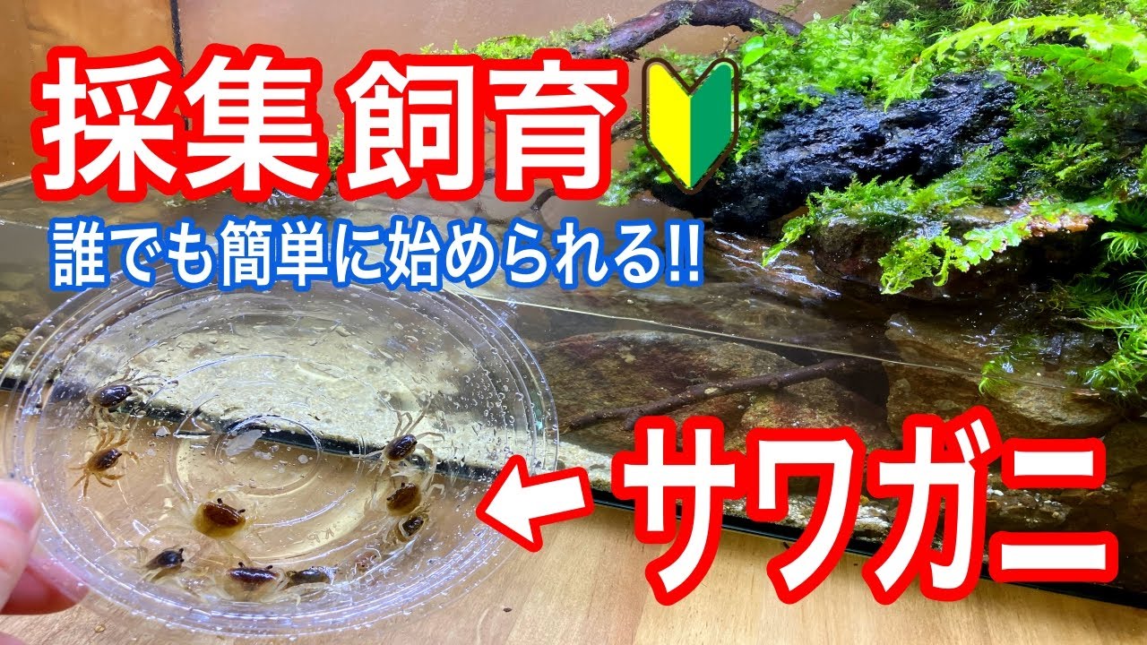 【初心者必見】サワガニを捕まえたので飼育する