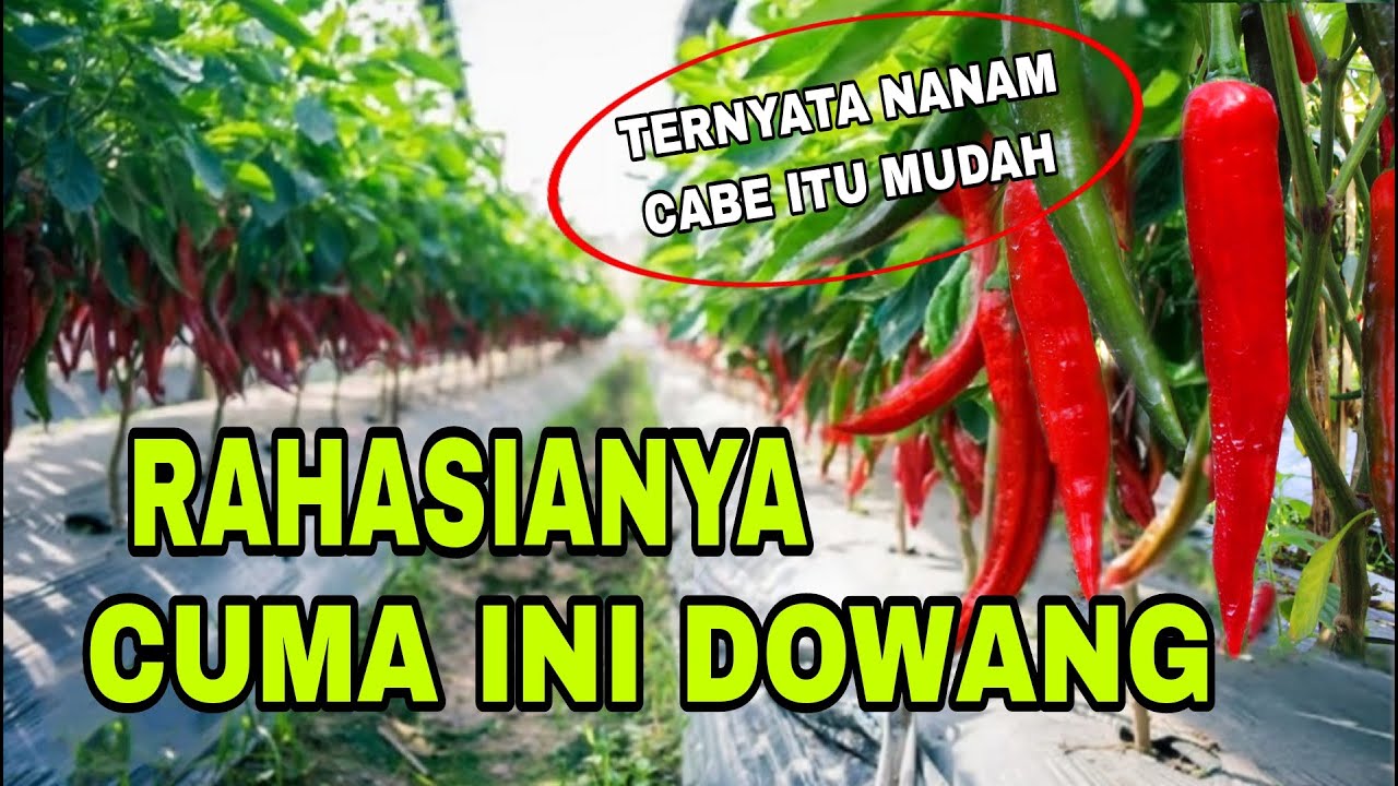 Rahasianya Cuma ini ‼️Hasil Panen Cabe Sangat Berlimpah Padahal Nanam Cabenya di Lahan bekas #cabe