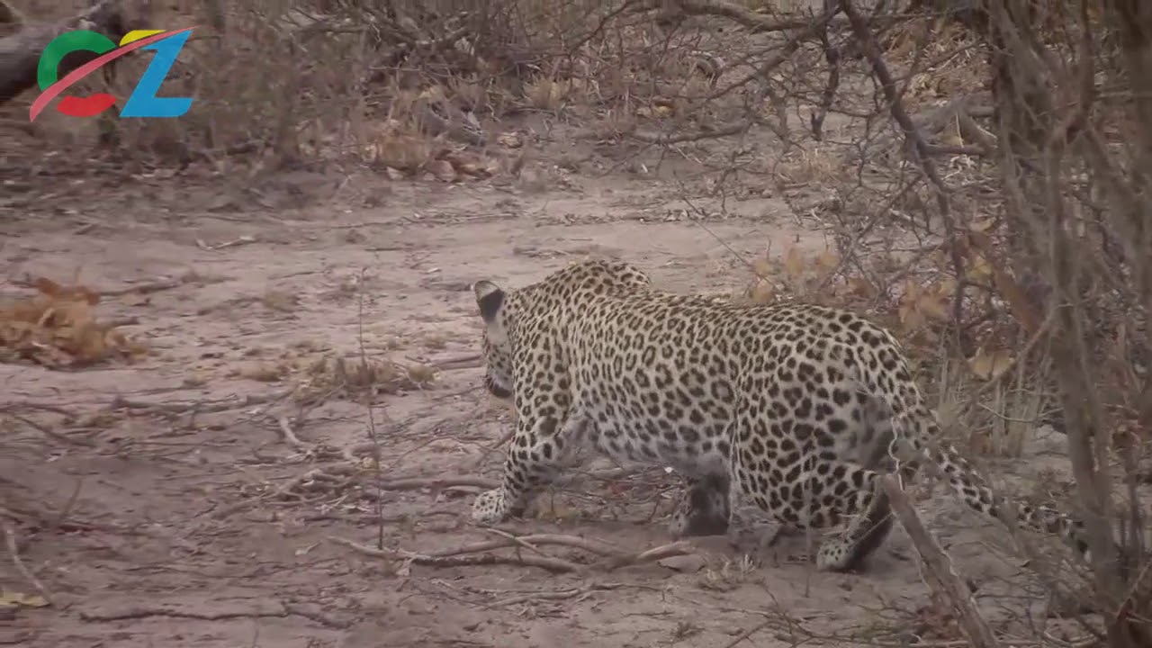 Leopard Hunting Prey (Grey Duiker)