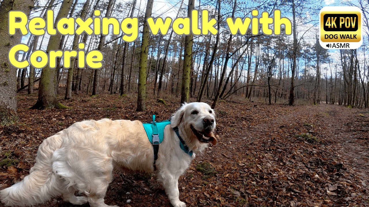 Day 27: The Sun is Back! ☀️ Peaceful Forest Walk with Golden Retriever Corrie | 4K POV ASMR