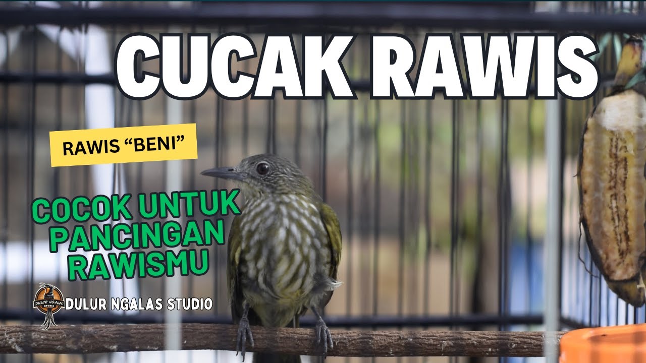 INI ADALAH 