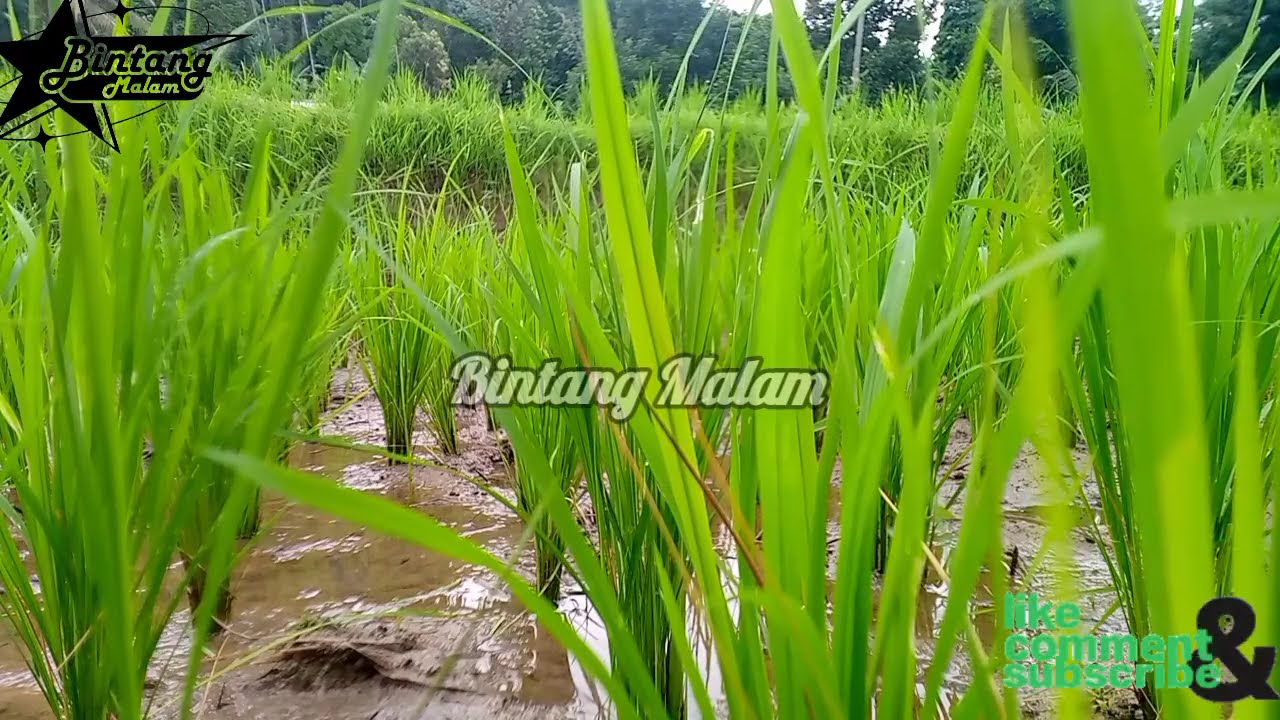 POP SUNDA_ JANG_TALAGA REUMIS_SASAK RAJAMANDALA _NANIH GASENTRA PAJAMPANGAN TERPOPULER 2026