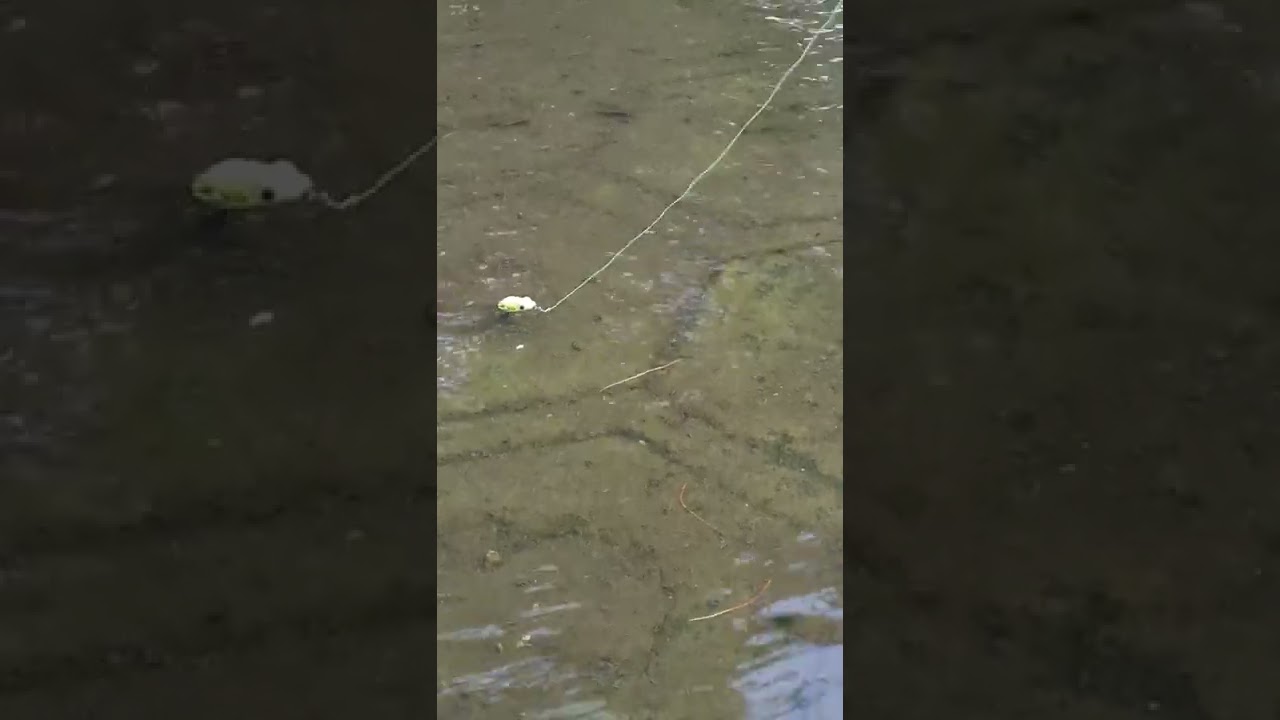 Fishing - School of Small fish Interested in my Lure