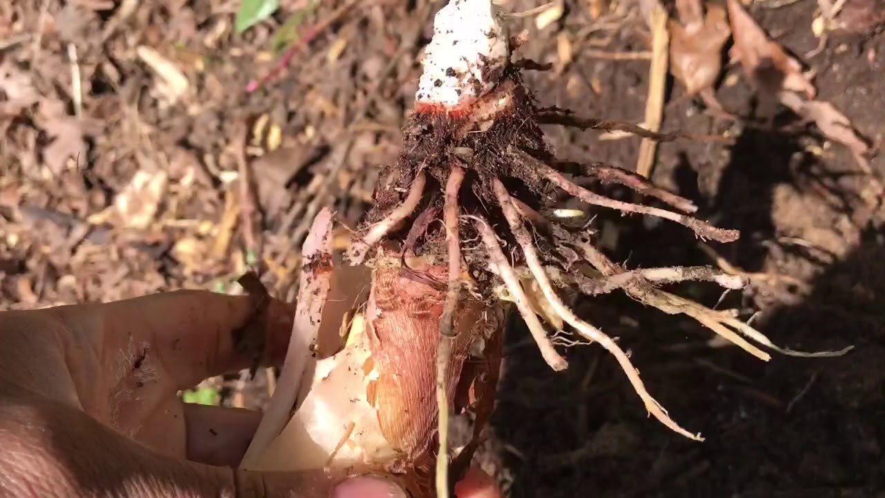 How to separate jacks giant elephant ears EASY!!! You only need to buy one! Just one!