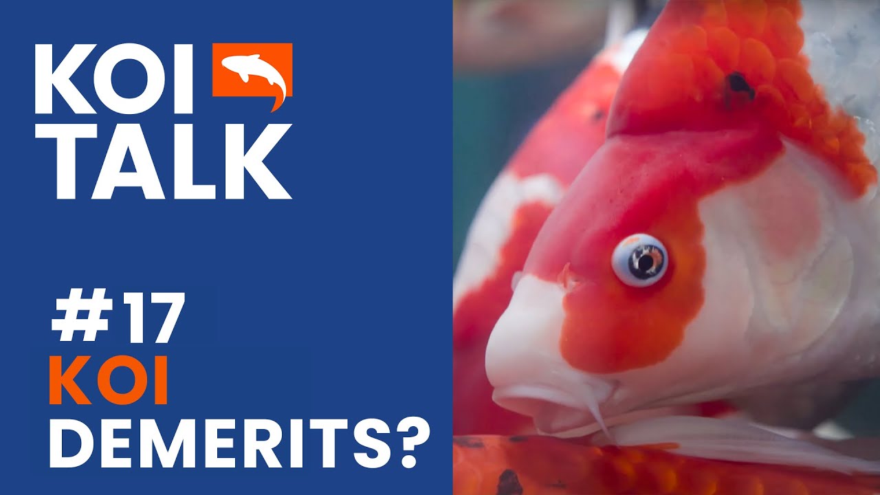 Koi Demerits Should You Care? | Koi Talk | Ep #017