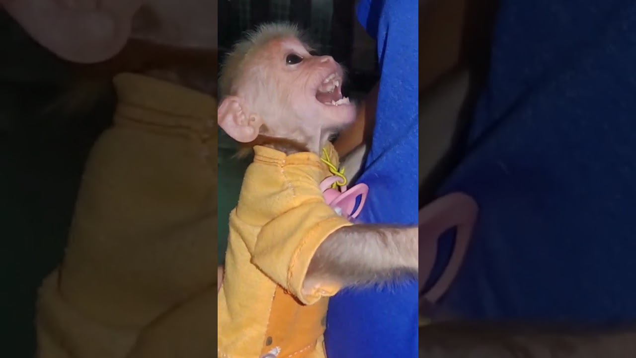 Baby monkey Cubin hugging Dad is super funny and cute