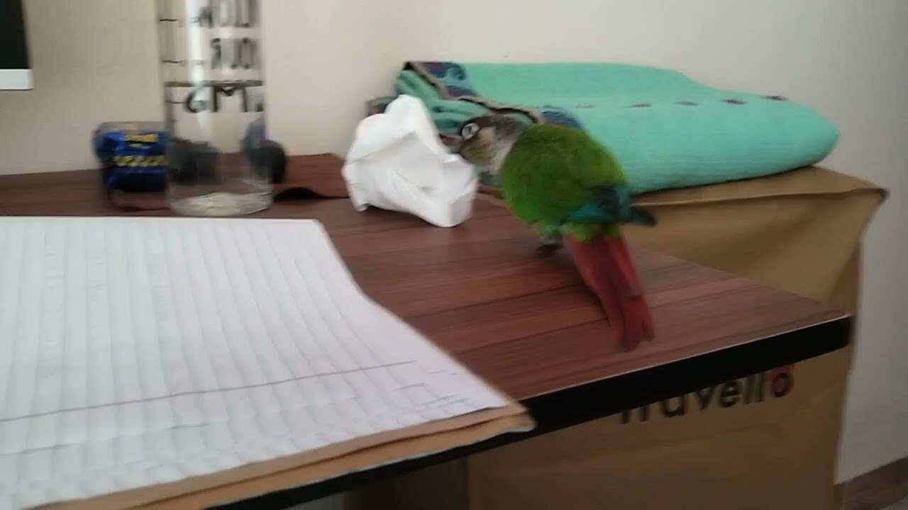 Conure // yellow sided conure // Parrot // Bird // Fun video