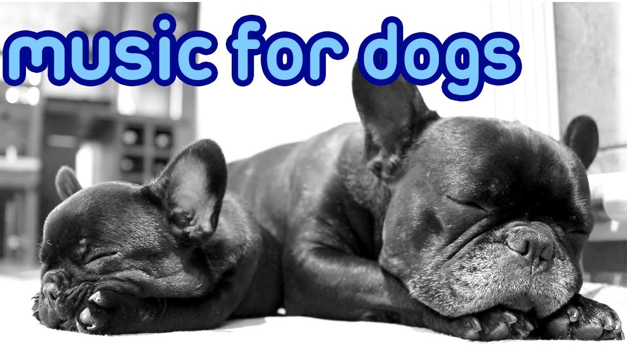 The Best Dog Music of 2018! Music to Relax Your Dog Quickly!