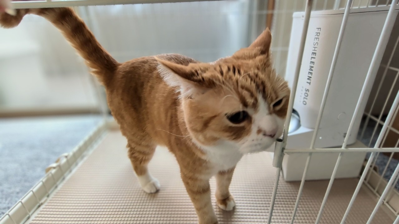 おねだりプロ