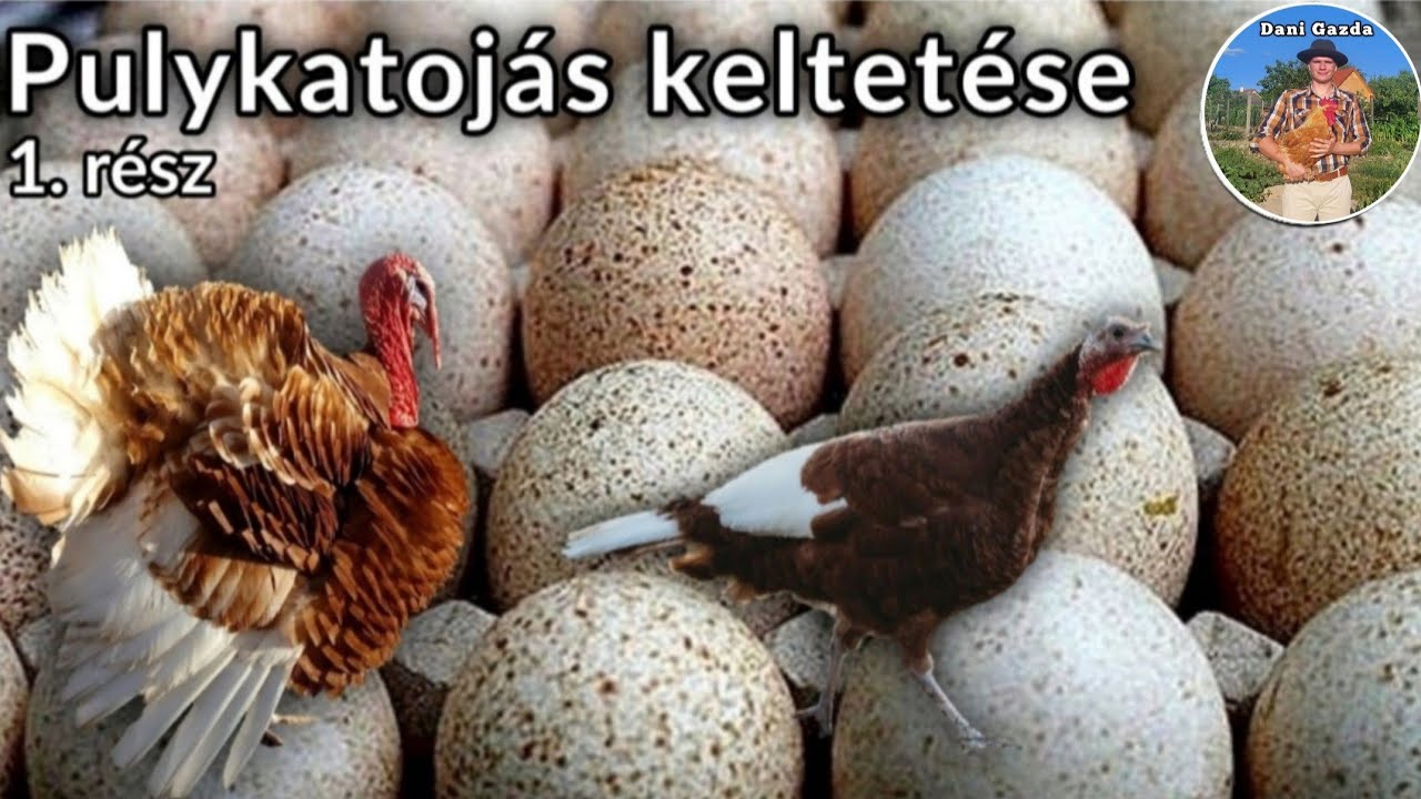 Pulykatojás keltetése -  A keltetés alapjai, tojások előkészítése, a keltetőgép elindítása | 1. rész
