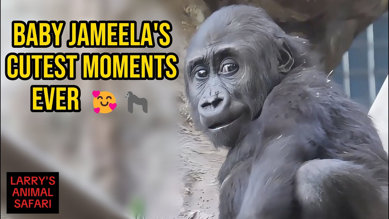 Самые милые моменты маленькой Джамилы! 🥰🦍