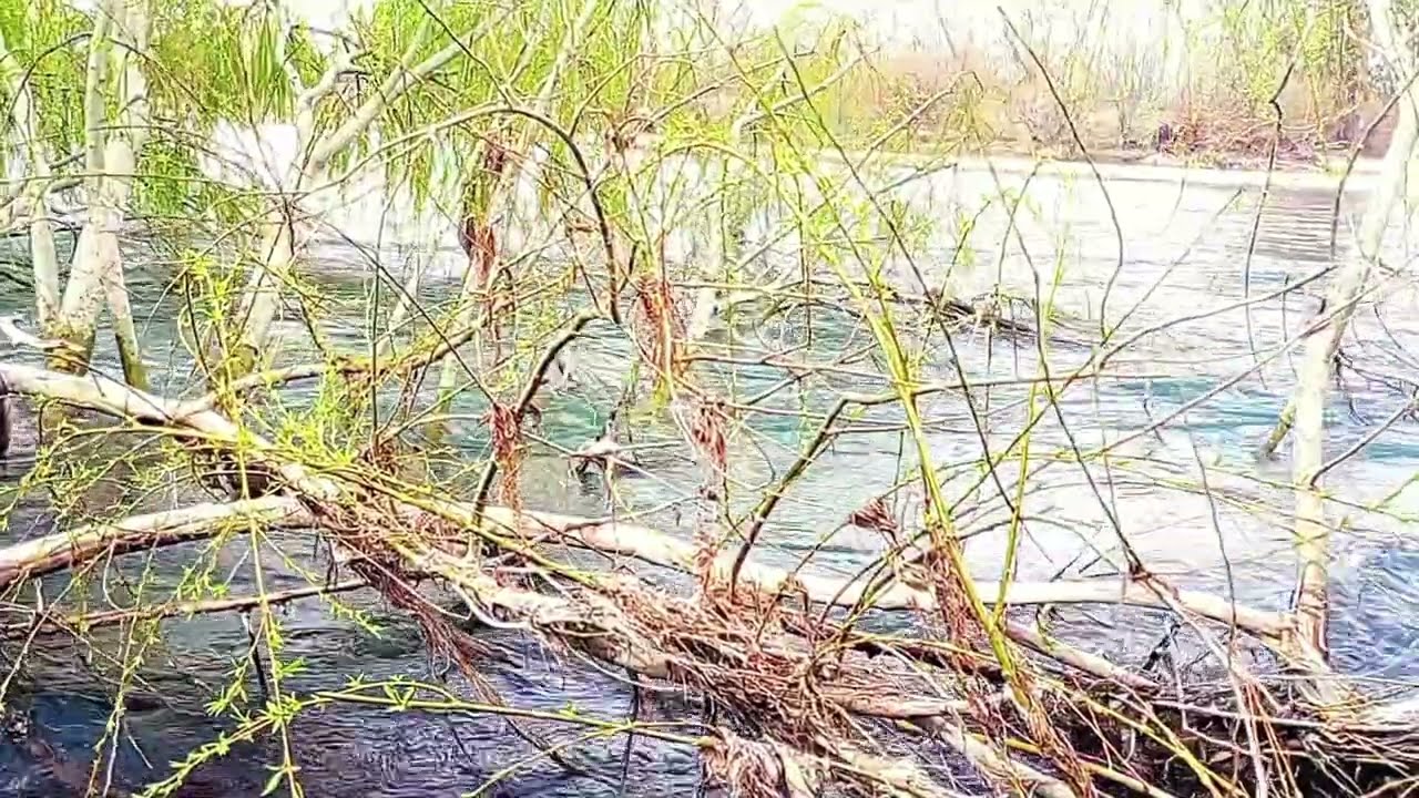 Sonidos reales de la Patagonia | 15’ de Río Neuquén para sacar el estrés 🧠