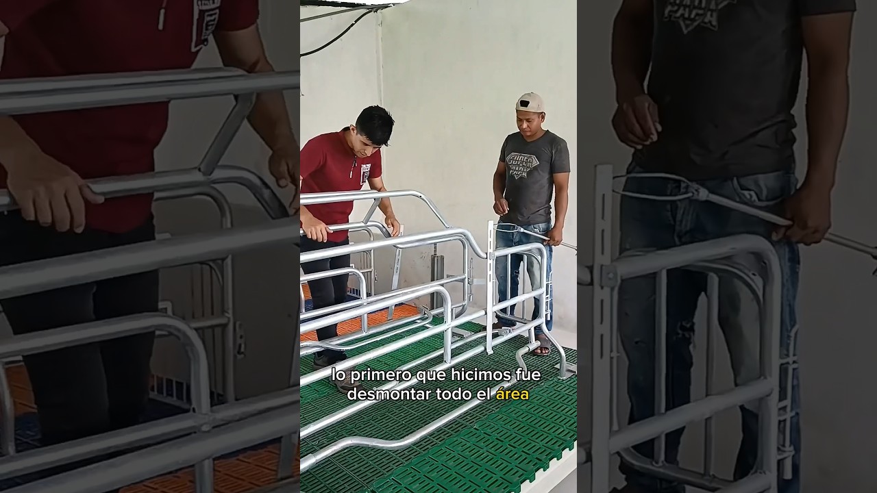 C&oacute;mo armas una jaula de maternidad de cerdas? Paridera de cerdas moderna
