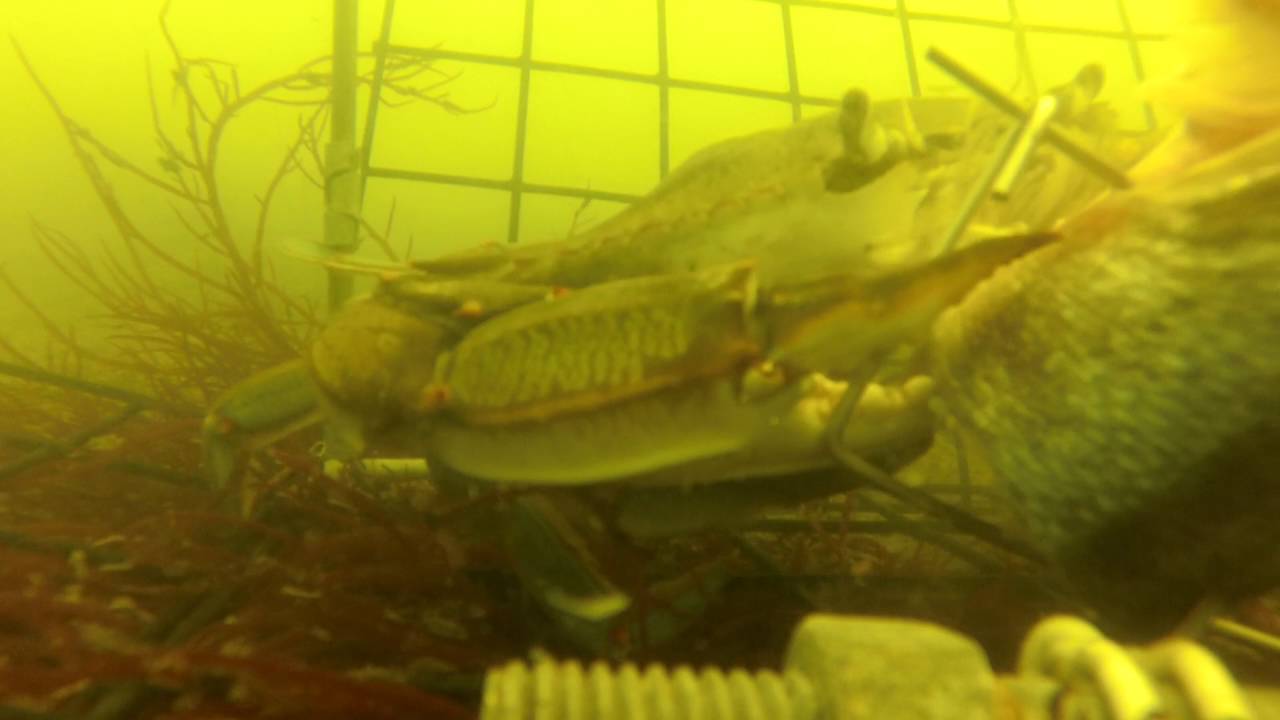 Blue Claw Crab GoPro within Trap! Avalon, NJ 07-10-2016