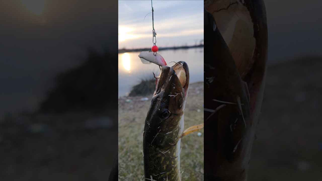 #pike