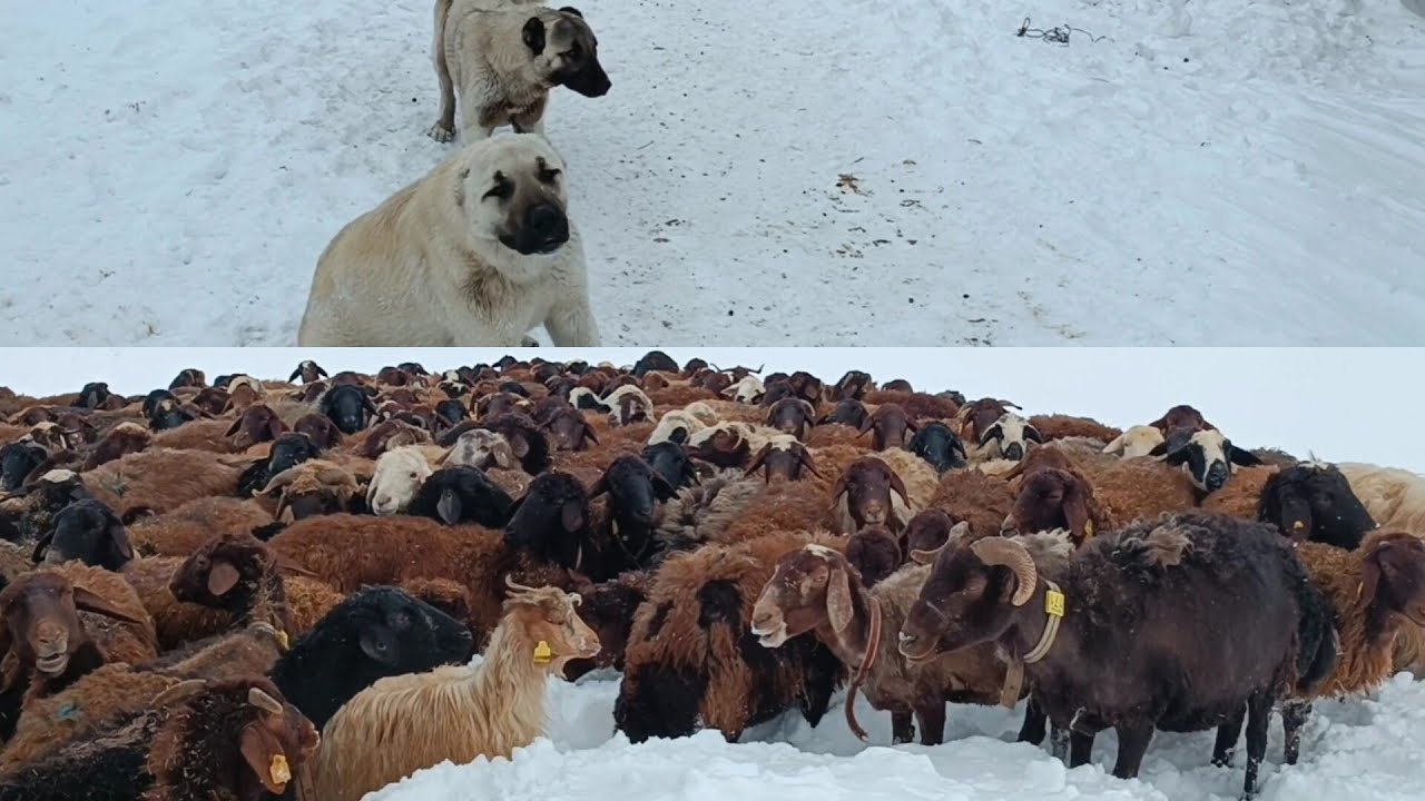 KAR TİPİ İÇİNDE KOYUNLARIN ZOR ANLARI #KANGAL#KURT#MORKOYUN#