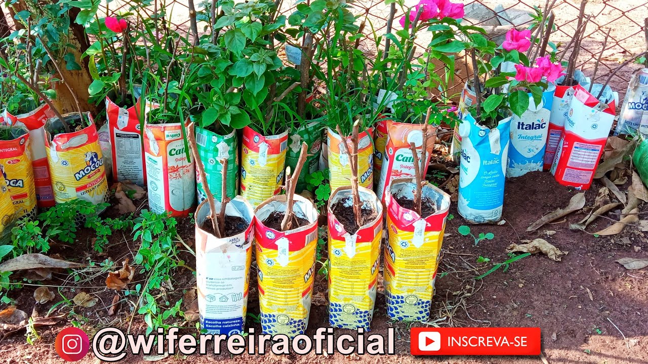 Venha aprender de vez a fazer mudas de Primavera (Muito simples) !