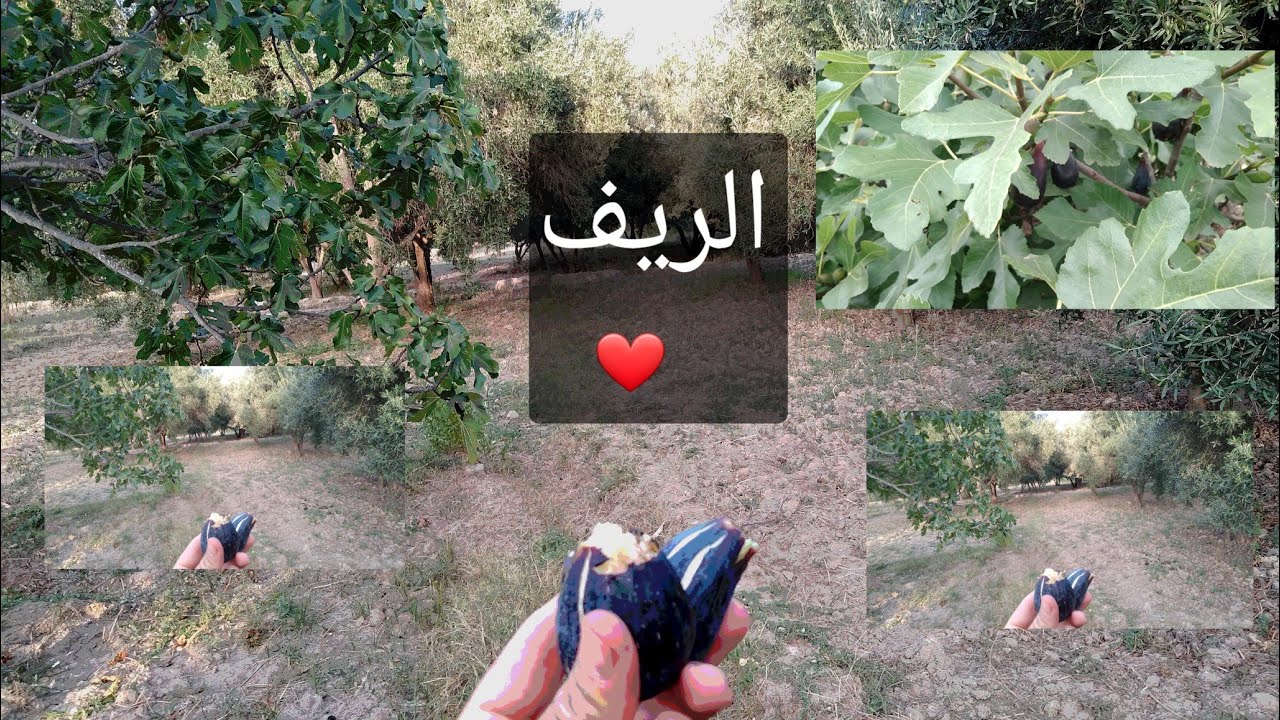 نهاركم مبارك الجواء رائع ..
