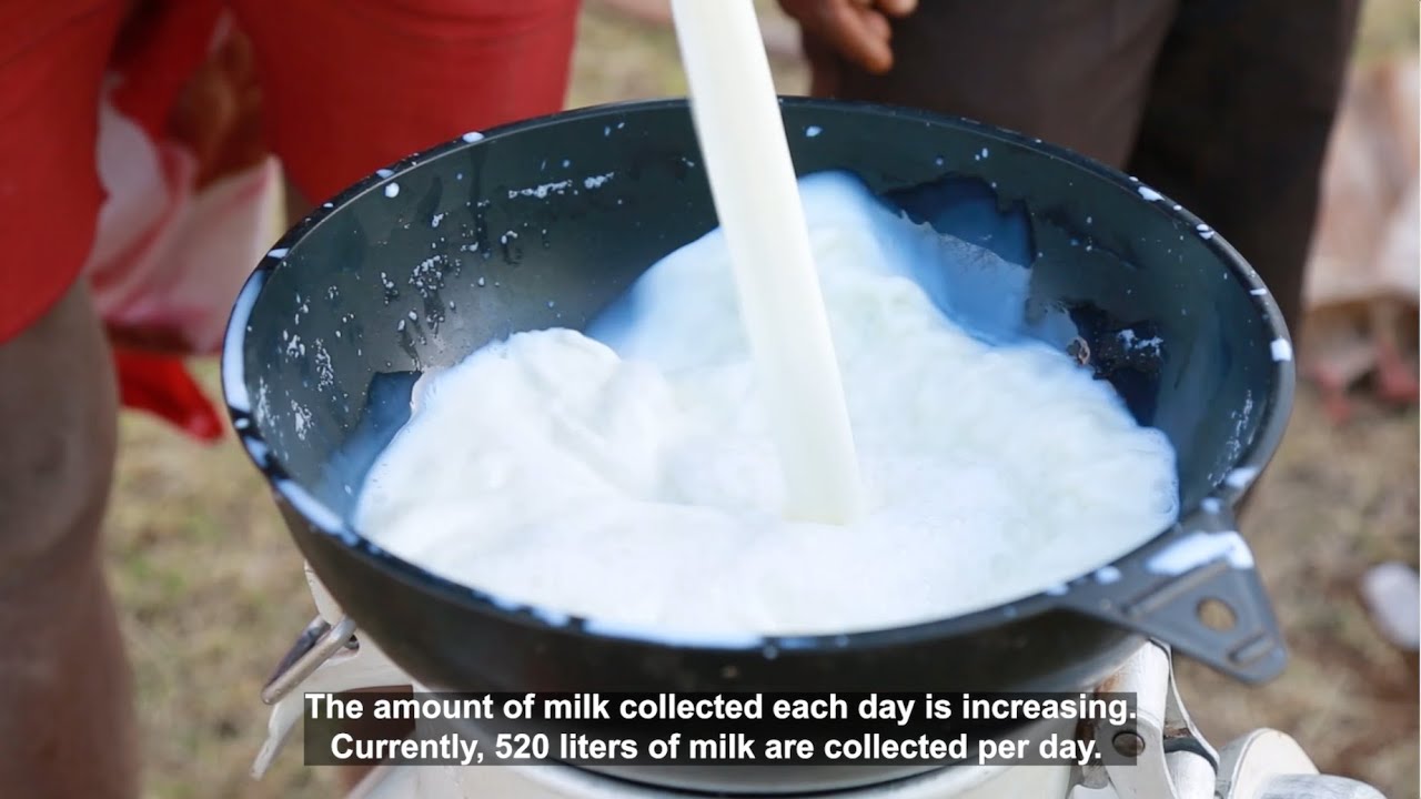 Feed production and beyond: The case of three dairy cooperatives in Ethiopia