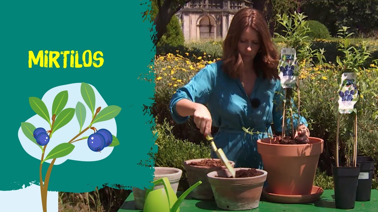 Mirtilos: Como Cultivar em Vaso ou no Jardim