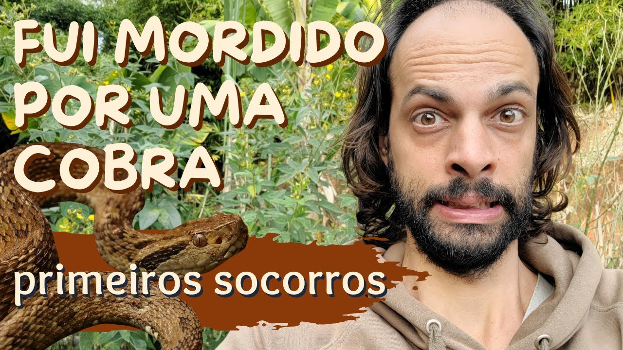 Picada de Cobra O que Fazer e N&atilde;o Fazer