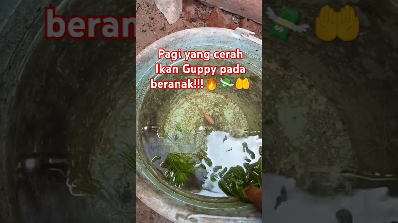 ikan Guppy pada beranak!!#guppy #ikanhiaskoki #ikan #fish #aquascapegallery #aquarium #shortvideo