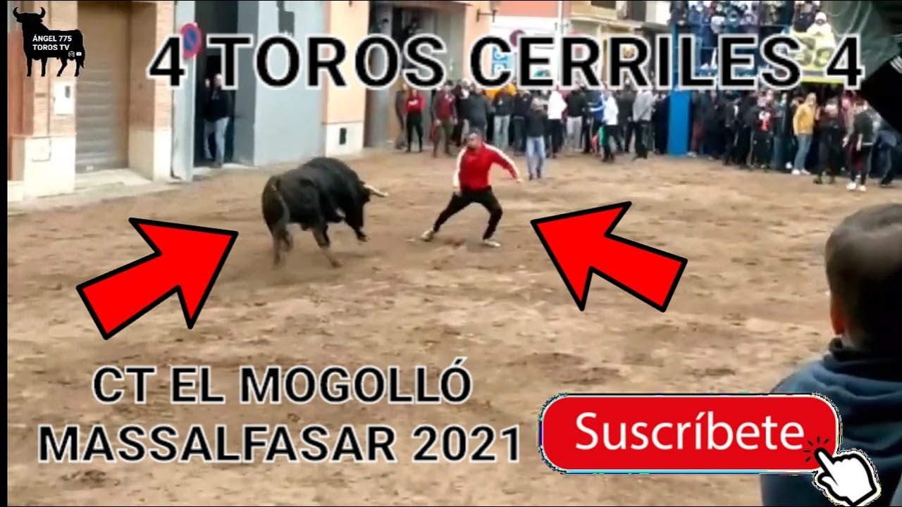 ✅4 TORACOS CERRILES 4✅ CT EL MOGOLL&Oacute; 2021➡️ MASSALFASAR🏃&zwj;♂️🐂