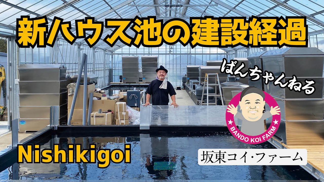 ［坂東コイ・ファーム］ばんちゃんねる　夢の途中、、、新ハウス池の建設経過！　#koi #koifish #錦鯉