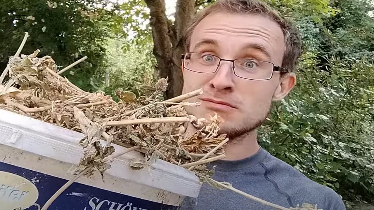 2 Jahre altes Dachboden Gras g&ouml;nnen!