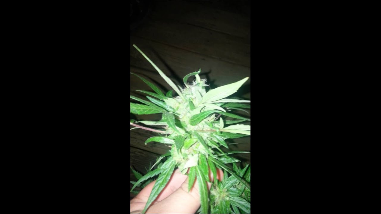 Purple skywalker og + master og week 7 flower