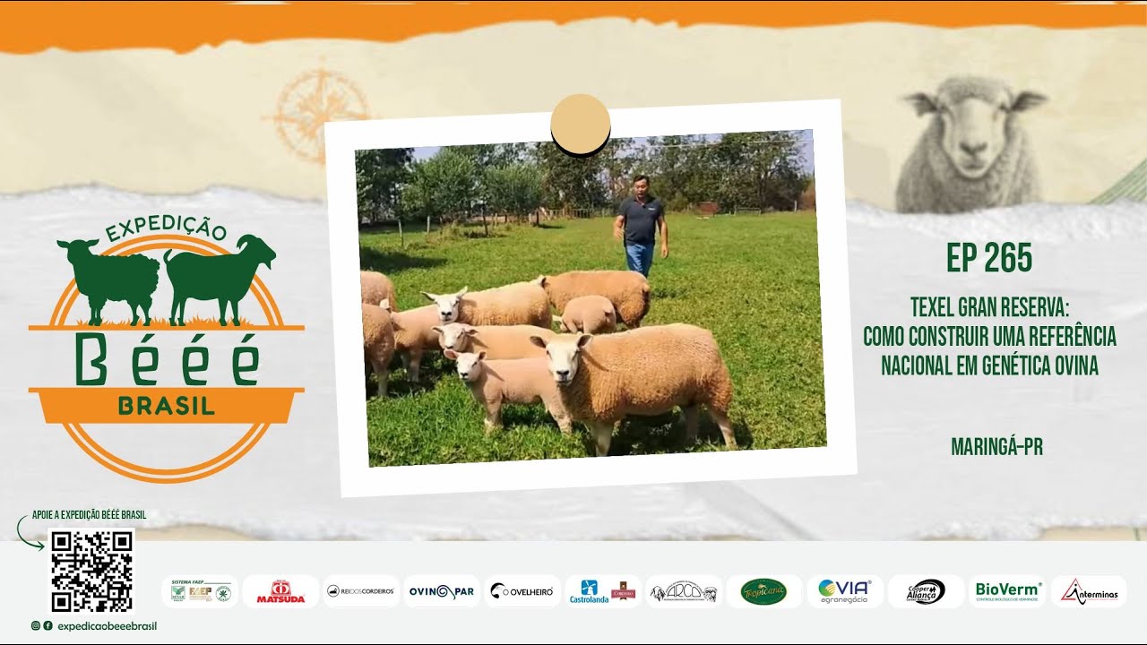 Texel Gran Reserva: Como construir uma referência nacional em genética ovina - EP 265