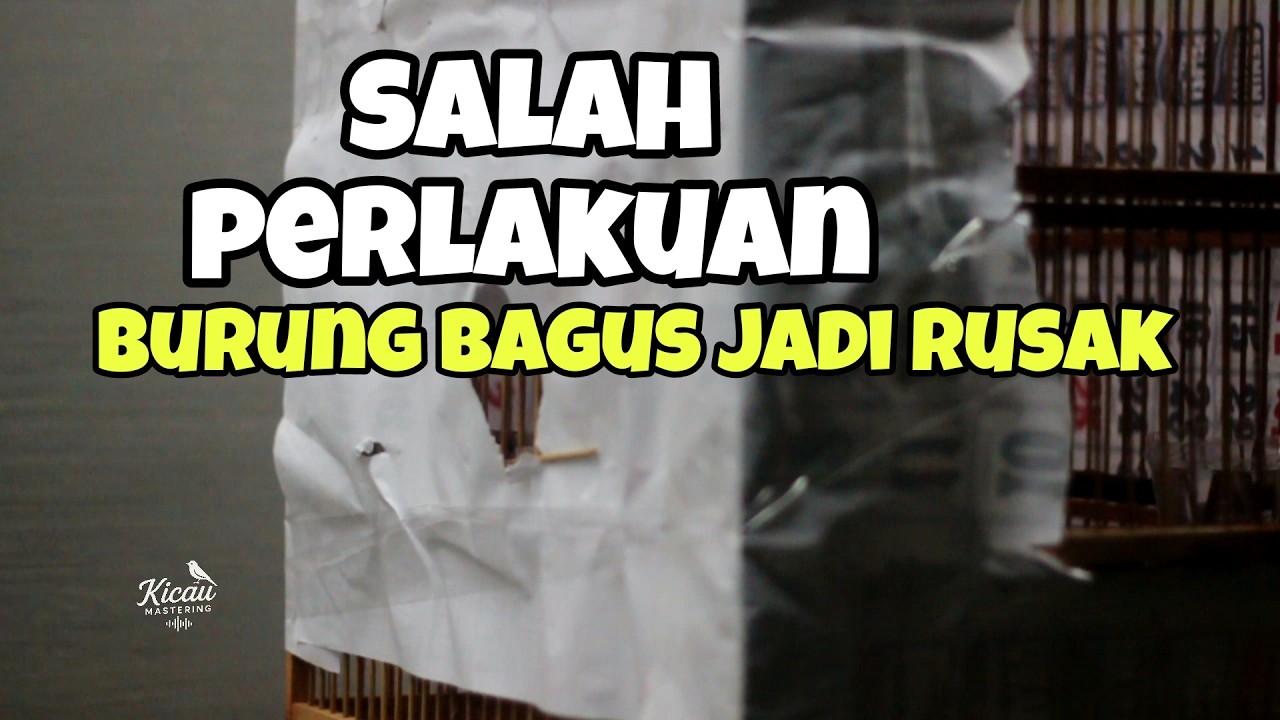 Jangan sampai di lakukan hal ini jika memelihara murai batu lebih dari satu dalam satu rumah 
