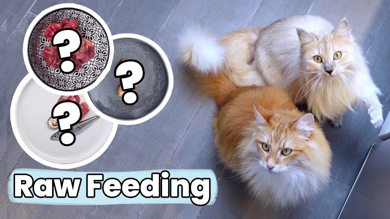 Comment je nourris mes chats pendant une journée ! | Raw Feeding | BARF | Prey Model