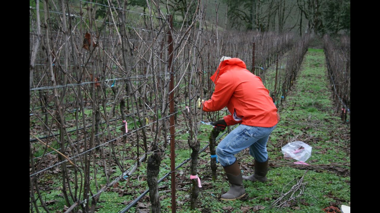 How to cane prune grapevines