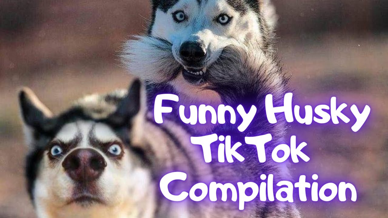 Funny Dog Husky - Tik Tok Compilation HD  [Husky]